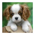 cute puppy android application logo